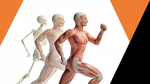 Curso Gratuito - Anatomia Humana: Sistema Articular